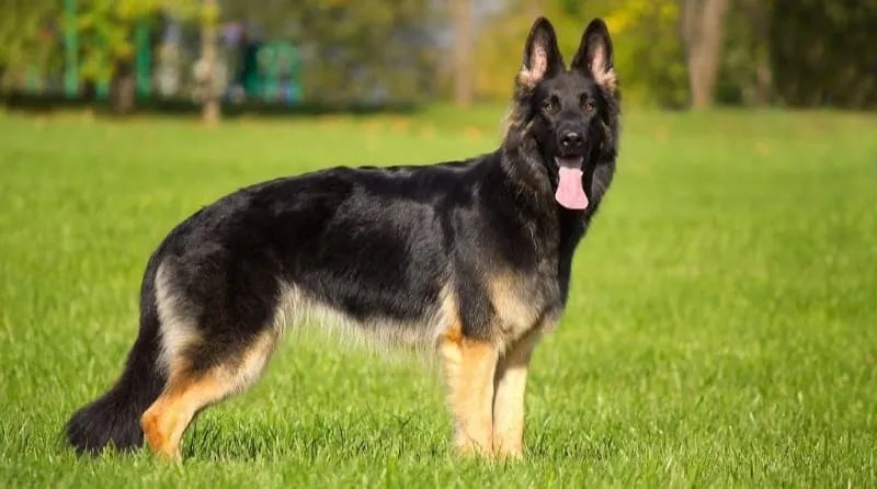 German shepherd