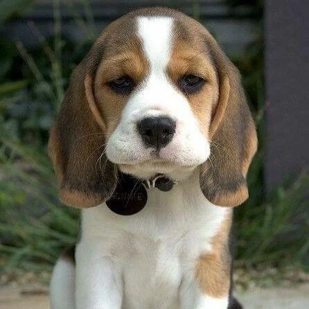 Interesting Facts About Beagle