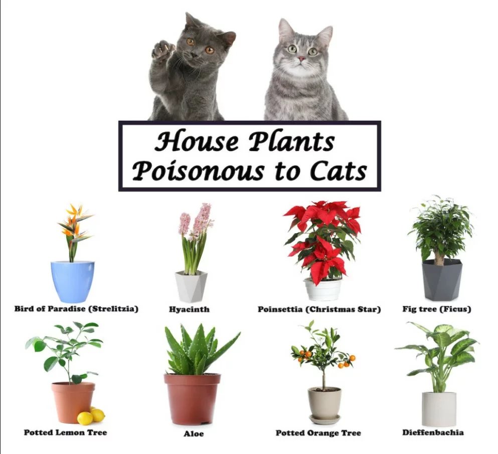 Which are poisonous plants for cats?