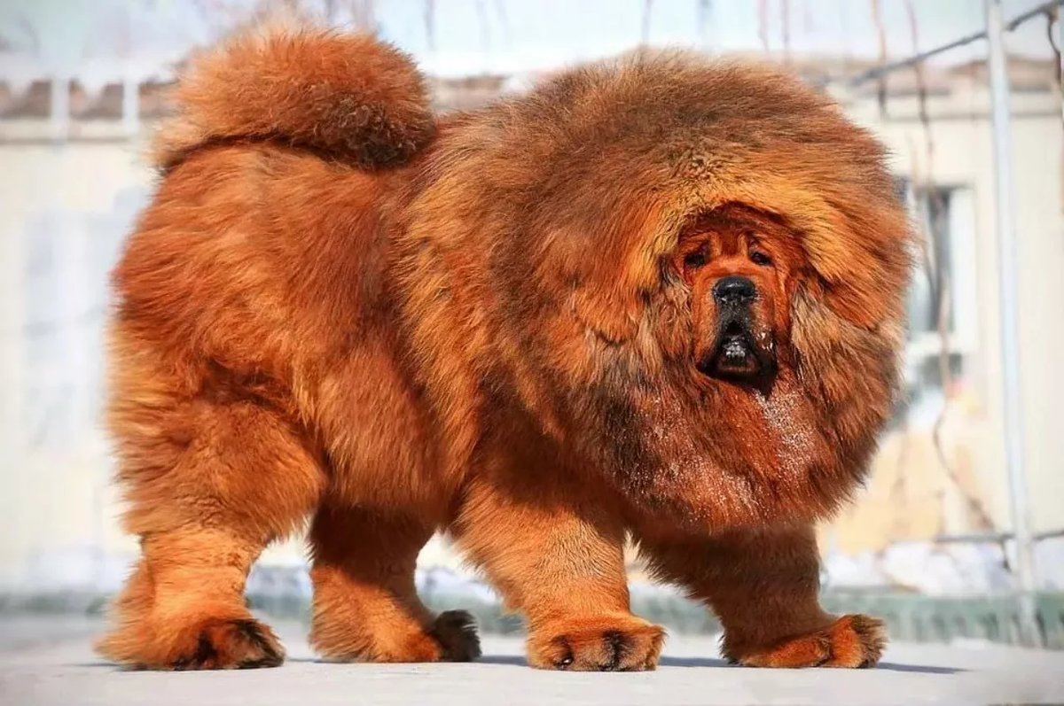 Tibetan mastiff dog breed!