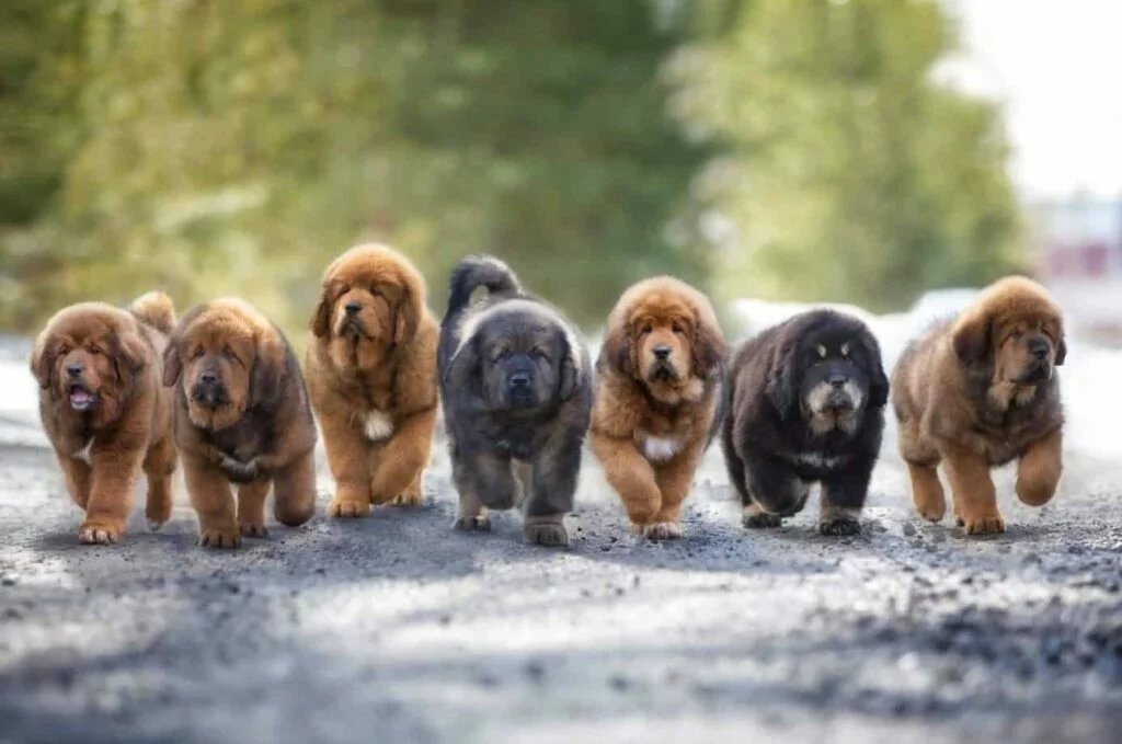tibetan mastiff dog breed