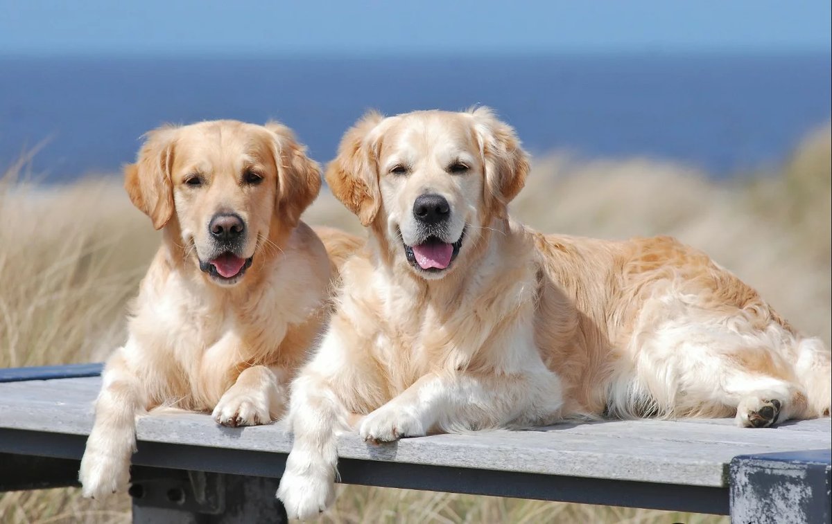 The Fascinating Golden Retrievers: Everything You Need To Know