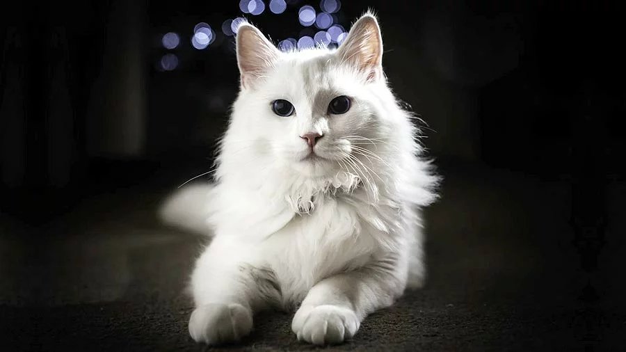 Turkish Angora