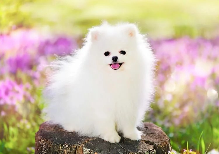 Interesting Facts About Pomeranian!