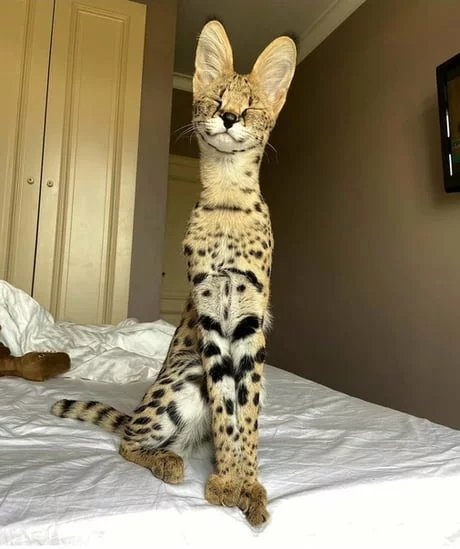 Savannah cat
