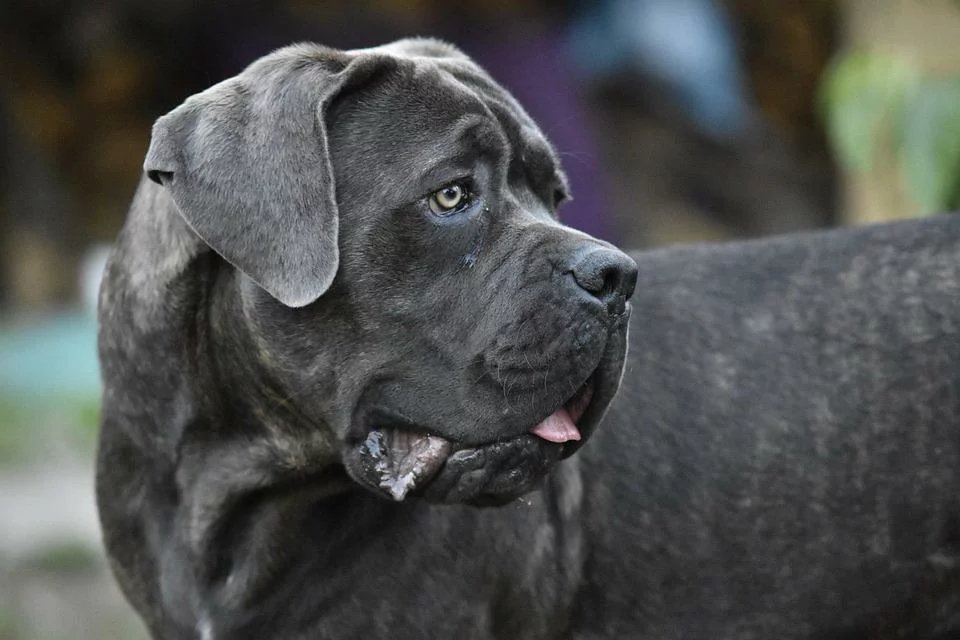 How dangerous a Cane Corso dog is?