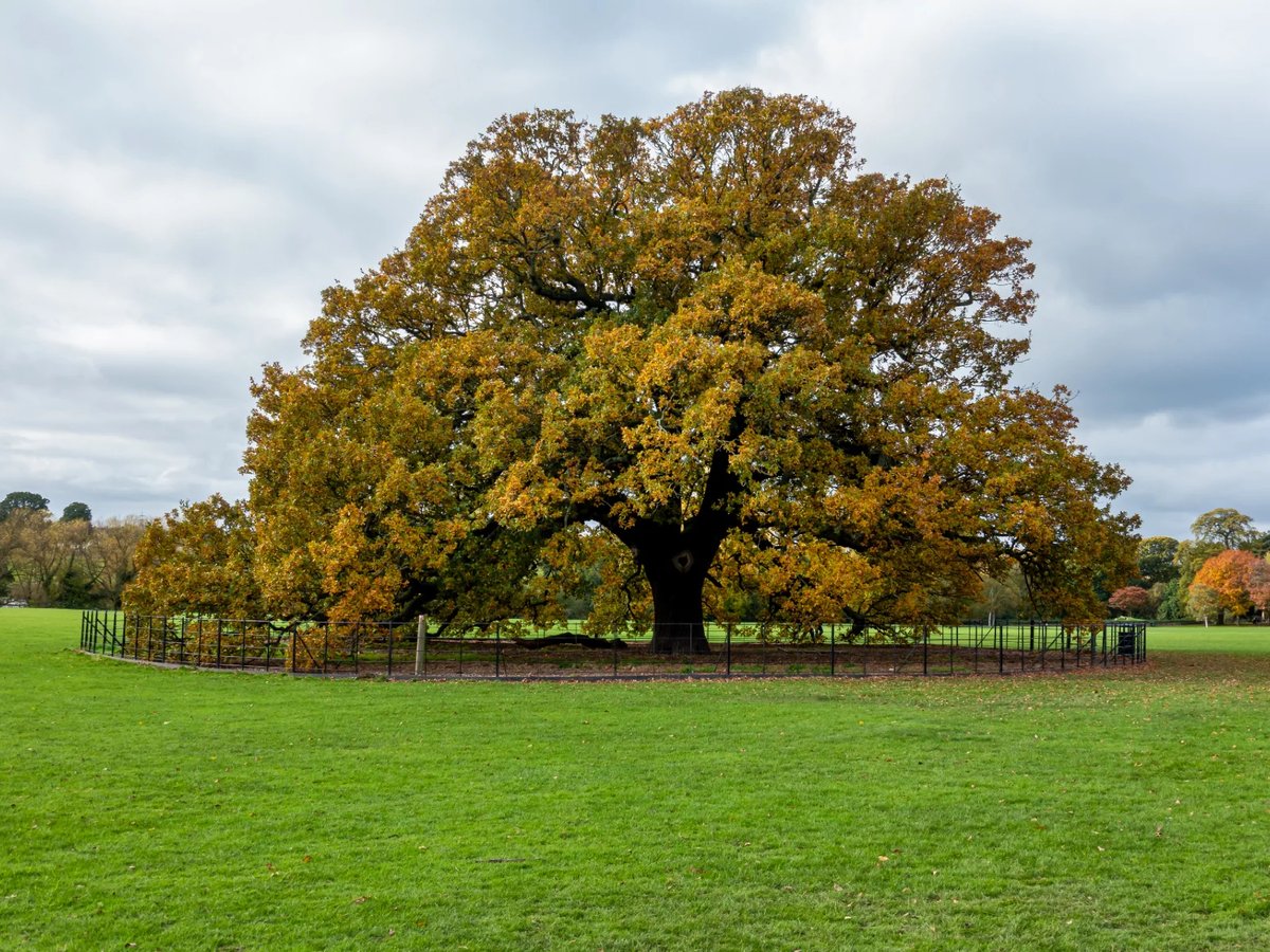 The Most Beautiful Ancient Oak Trees in the World!