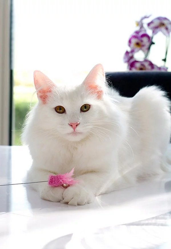 Turkish Angora Cat Breed - Read This!