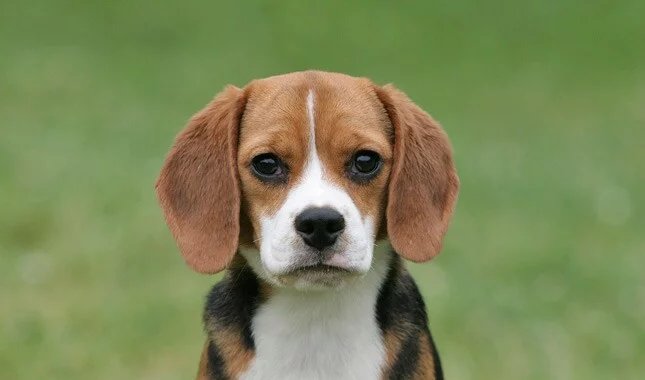   Interesting Facts About Beagle You Probably Didn’t Know
