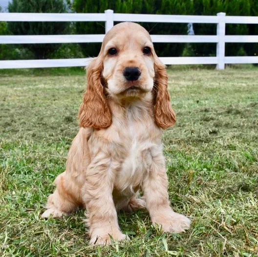 Do you like Cocker Spaniel Dogs?