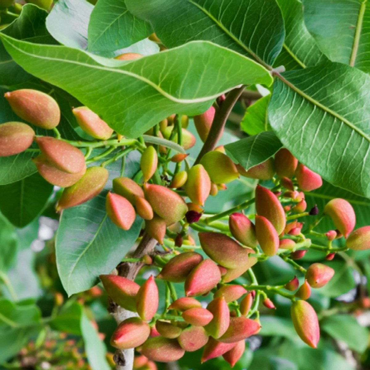 8 Important Things About Pistachio!