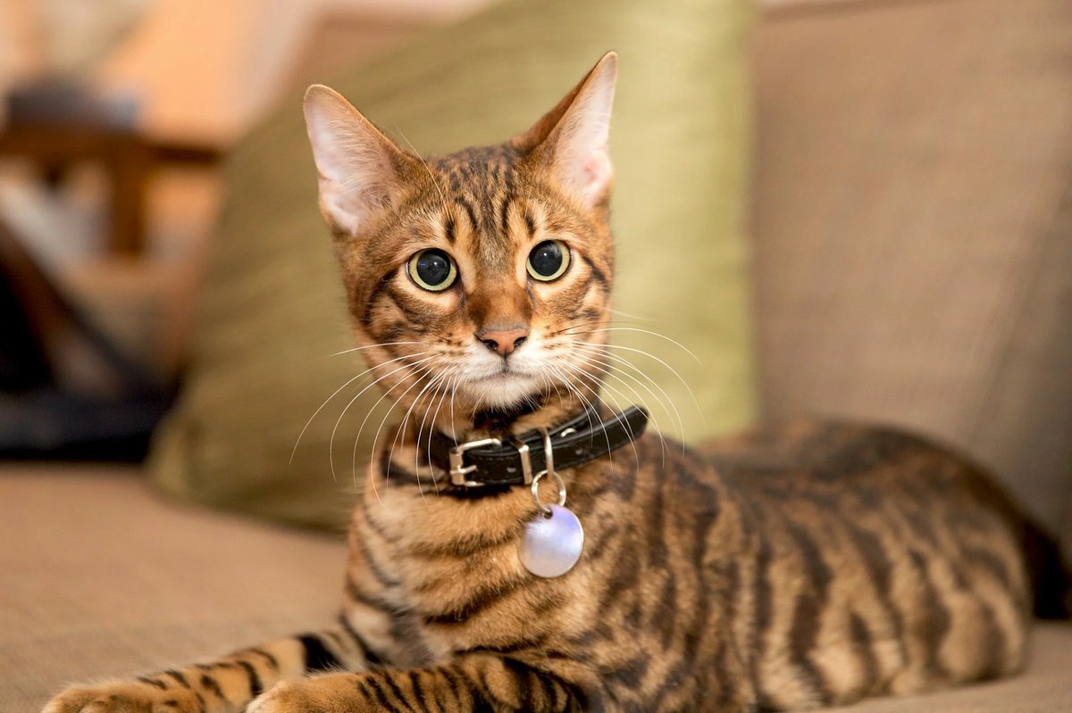Do you like Toyger cats?