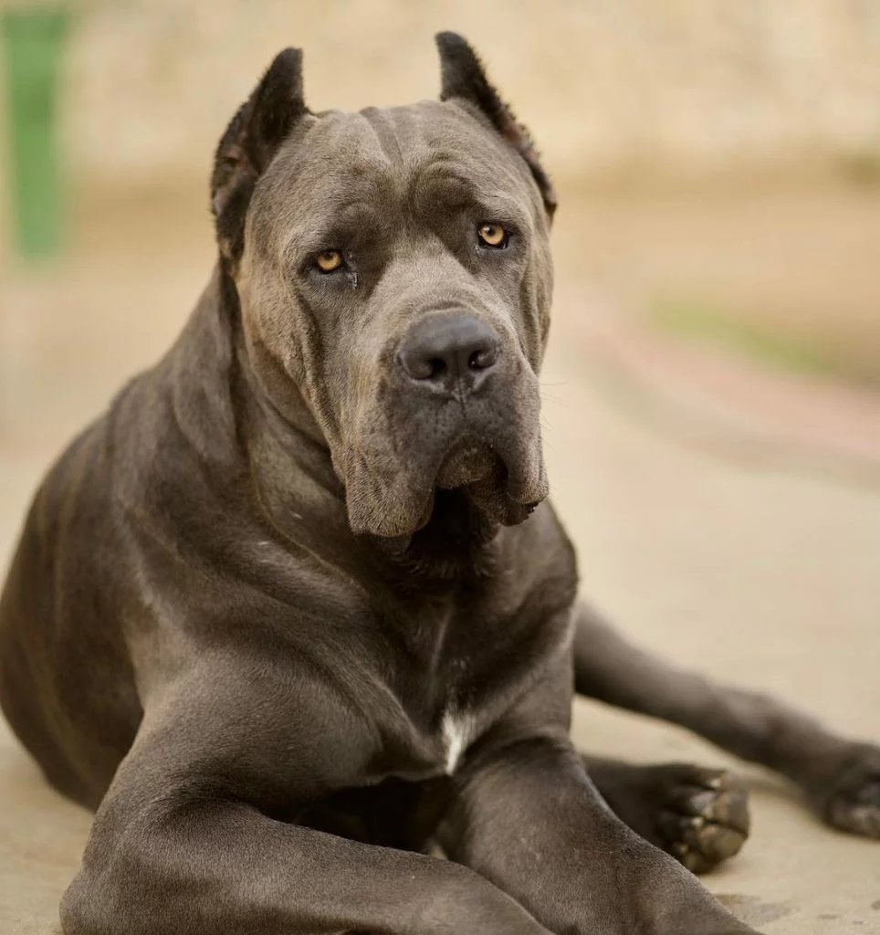 Cane Corso