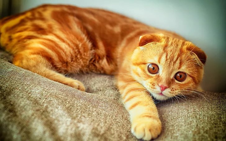 Scottish Fold cat