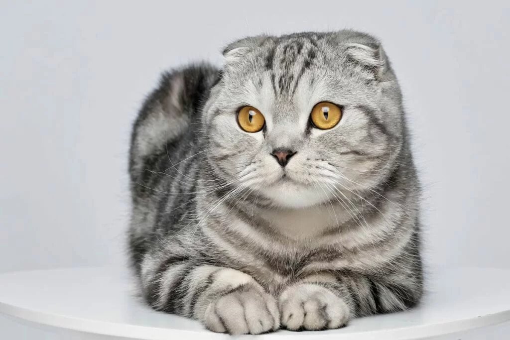 Scottish Fold cat