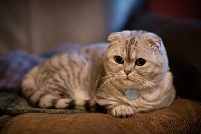 What do you know about the Scottish Fold cat?