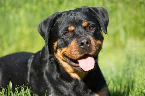 8 Interesting Facts About Rottweiler You Probably Didn’t Know!