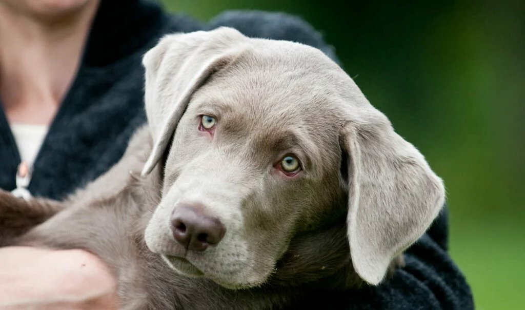 Labrador Retrievers
