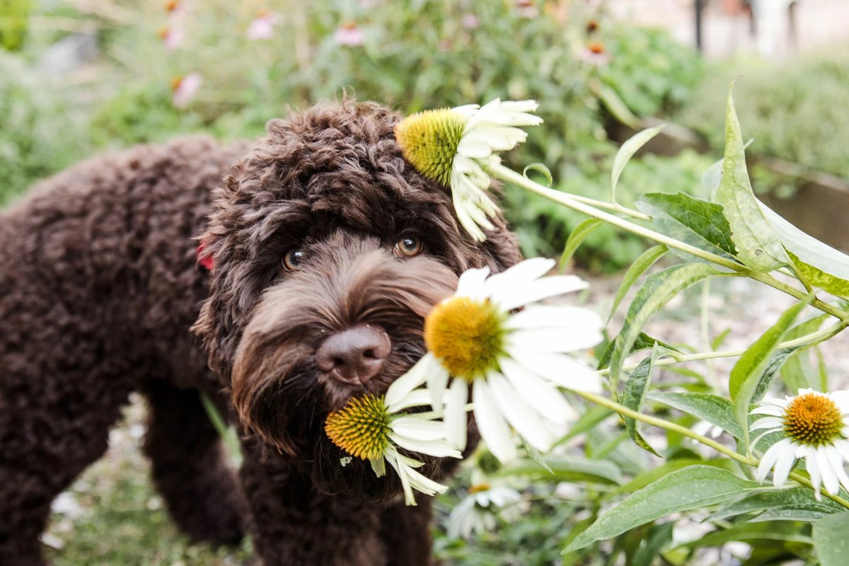 Which are poisonous plants for pets?
