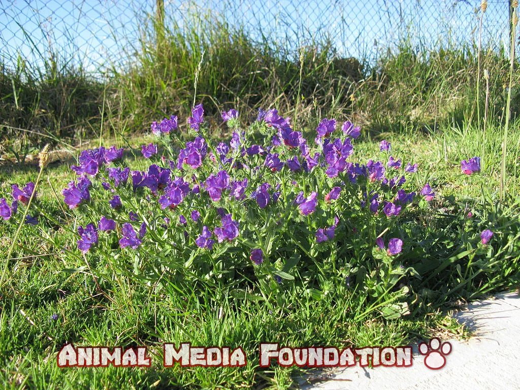 toxic plants for horses australia