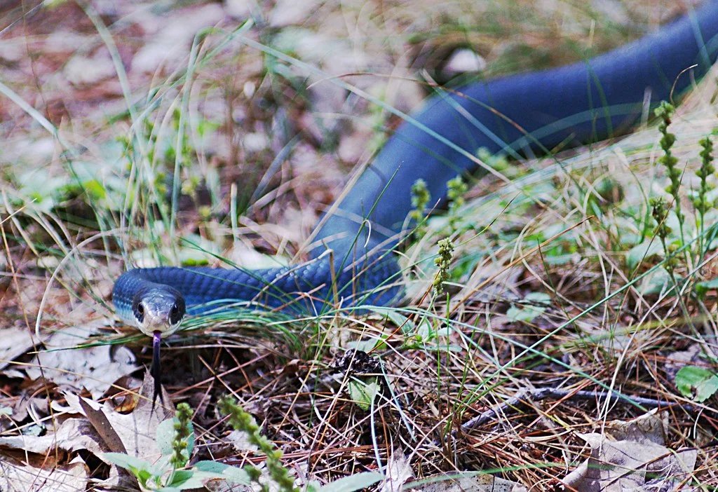 What is the blue racer snake?