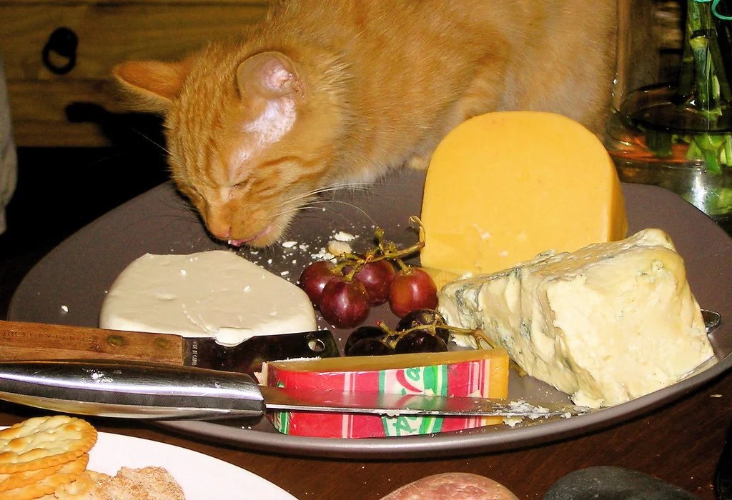 can cats eat cheese