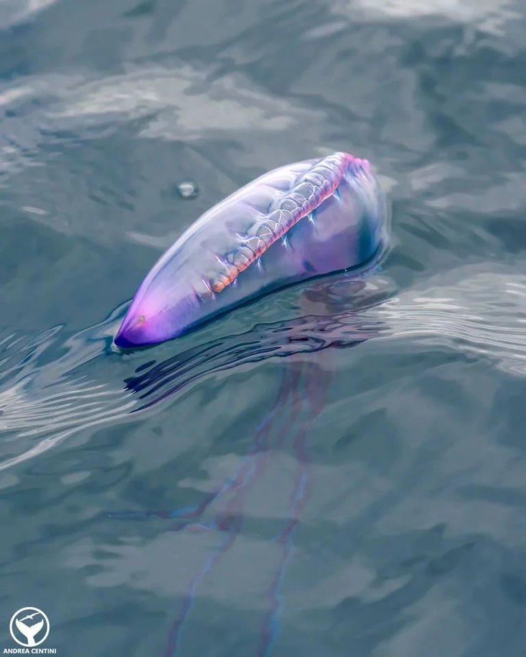 Credit: Andrea Centini