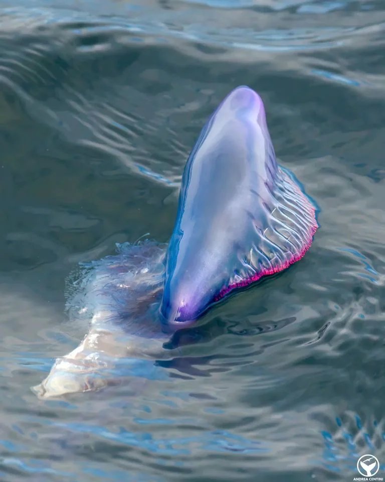 Credit: Andrea Centini