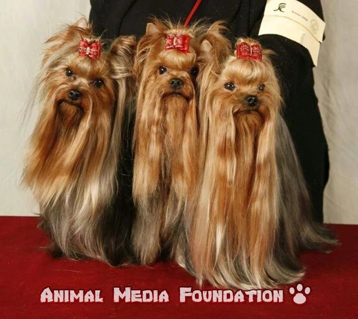 Is a Yorkshire Terrier a good family dog