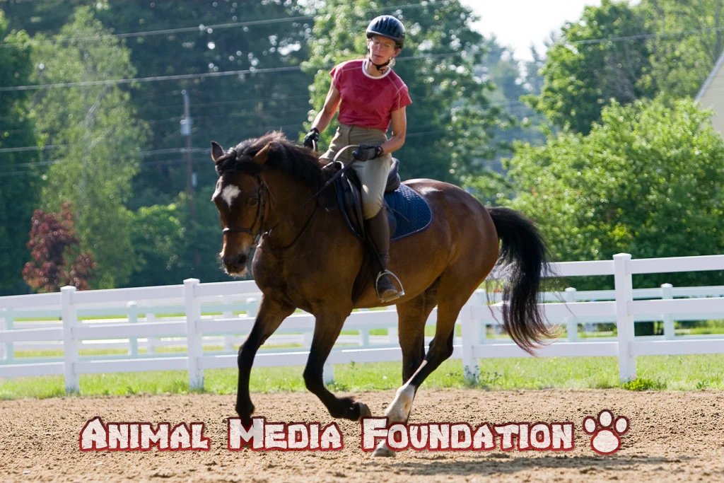 How Much Does a Horse Weigh