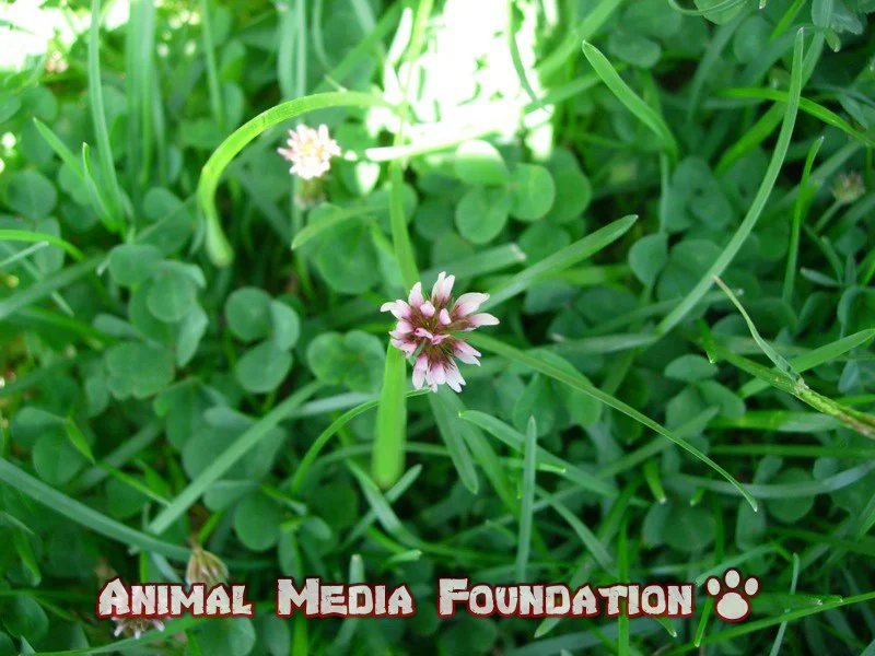 toxic plants for horses in texas