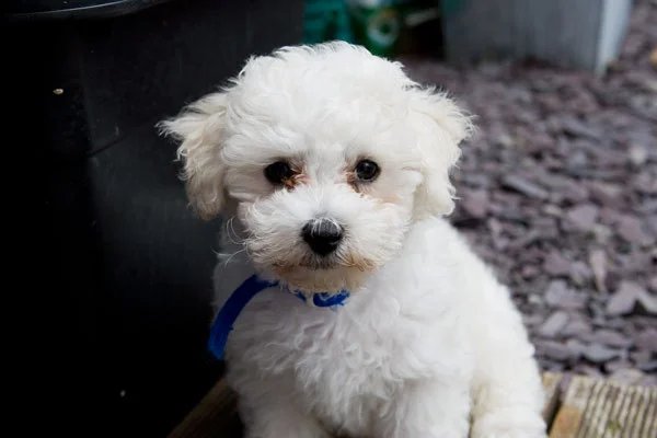 bichon frise puppy