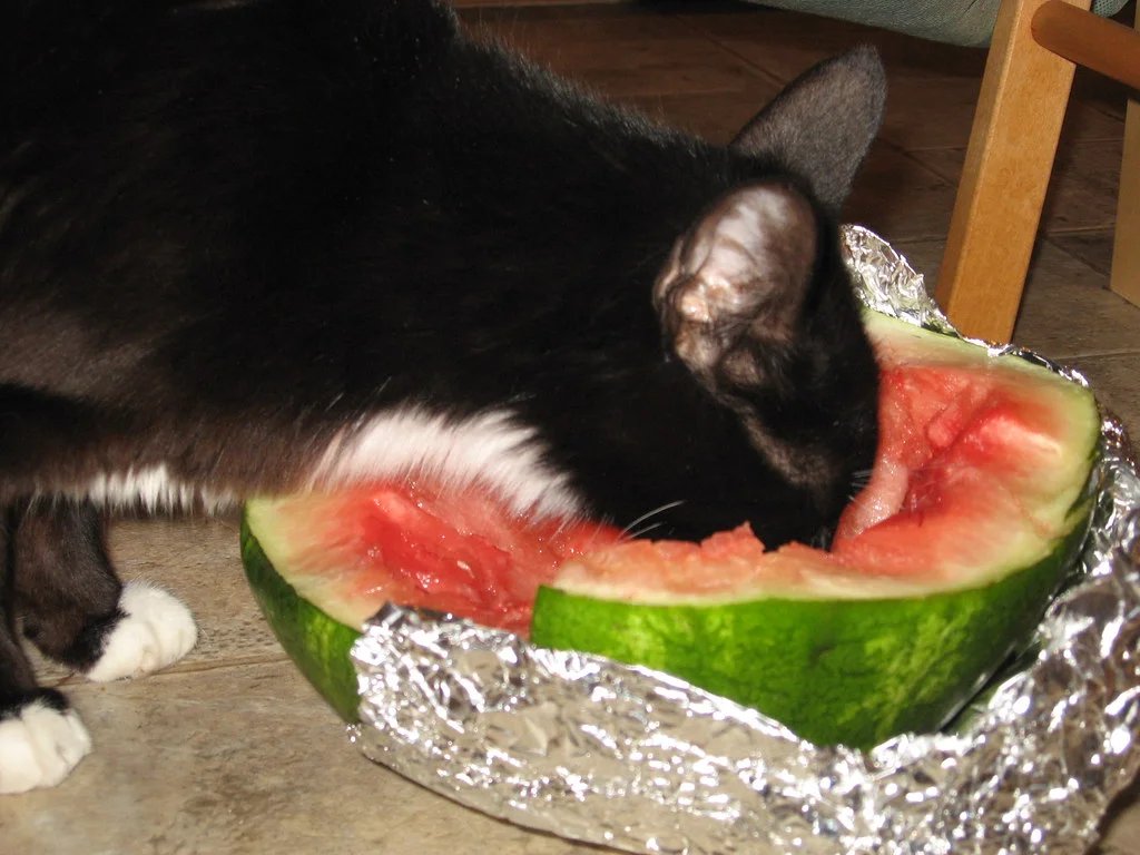 can cats eat watermelon