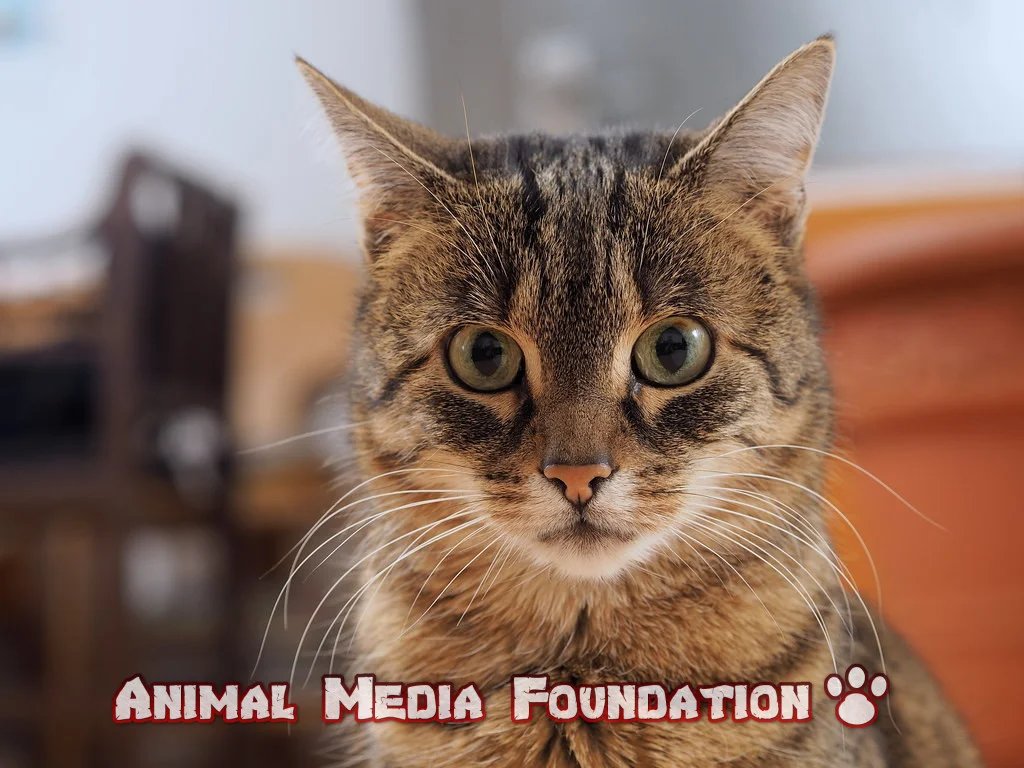 Cat Lipoma - What Is It?