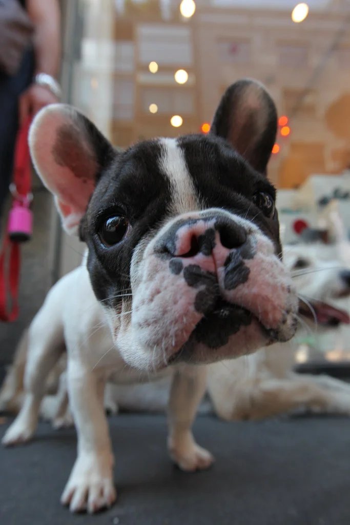 french bulldog rescue