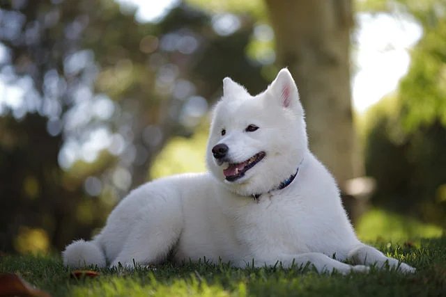what are the top 10 hypoallergenic dogs