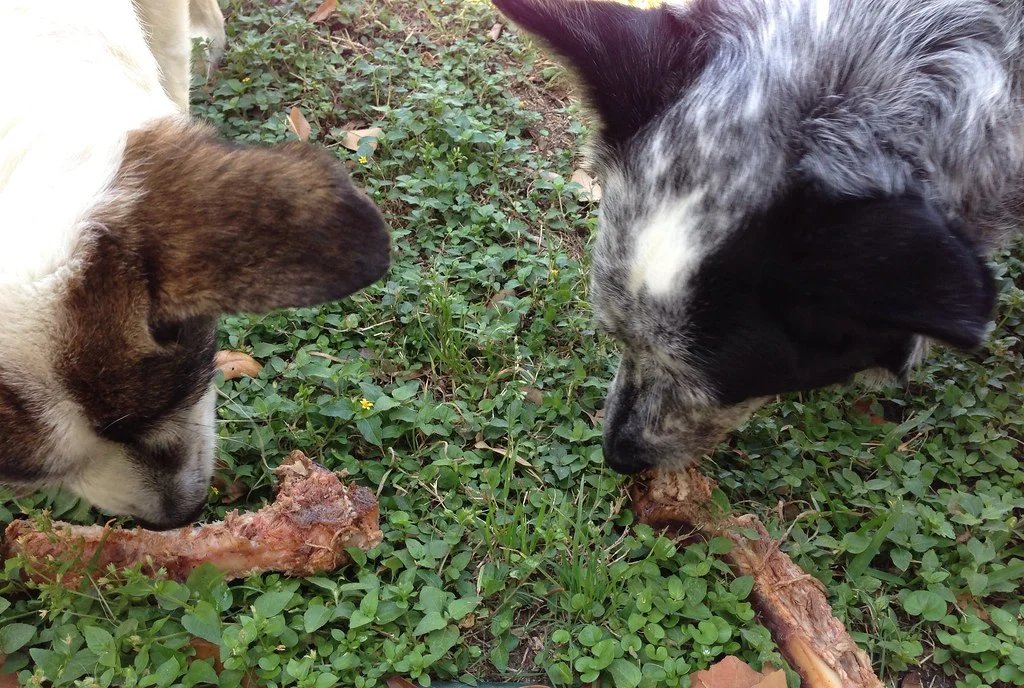 can dogs eat rib bones