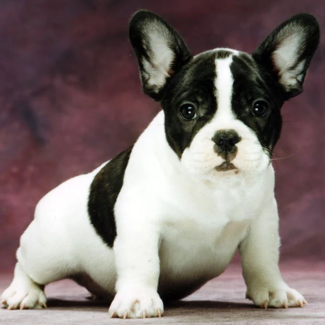 french bulldog puppies