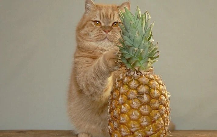 Can cats eat pineapple?