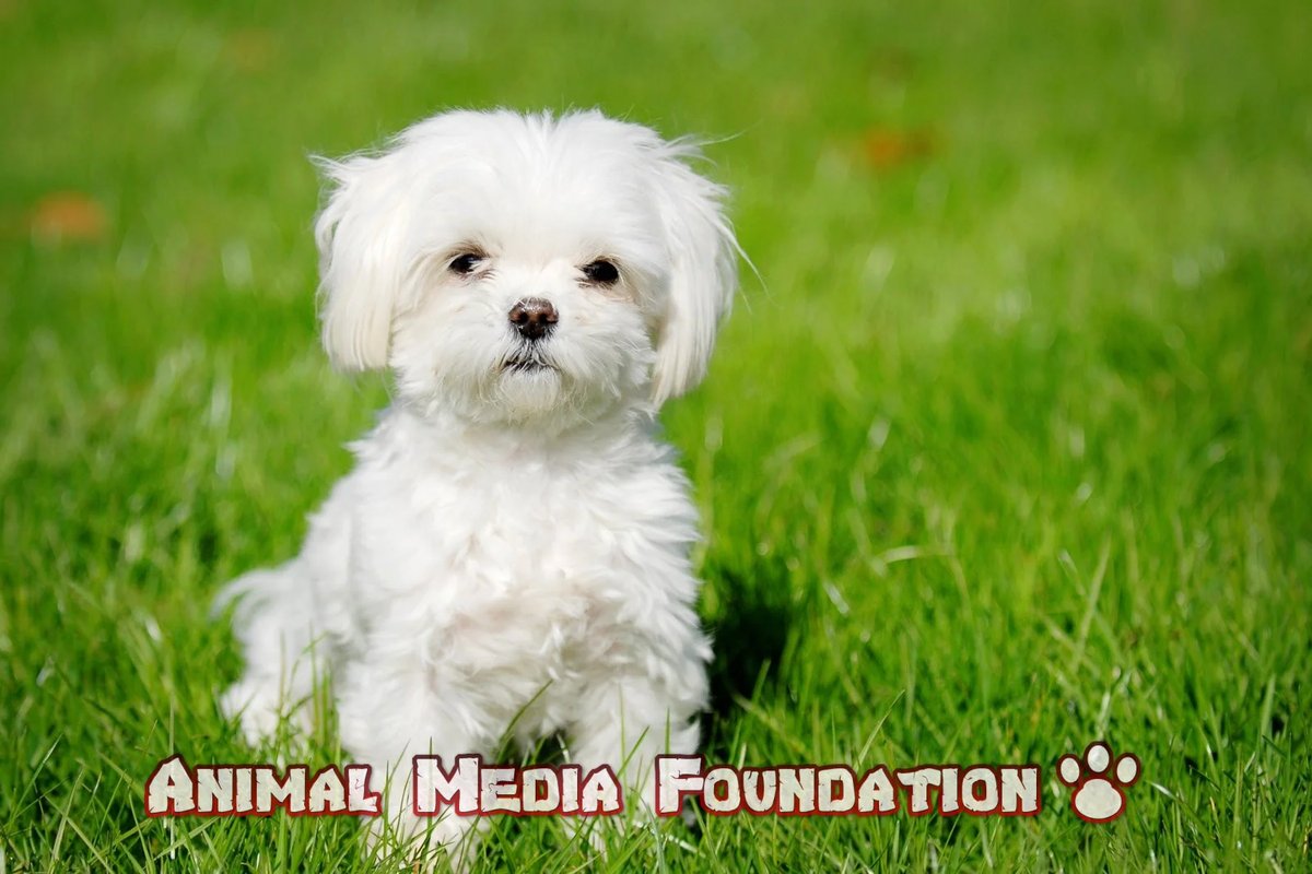 What are the top 10 hypoallergenic dogs?