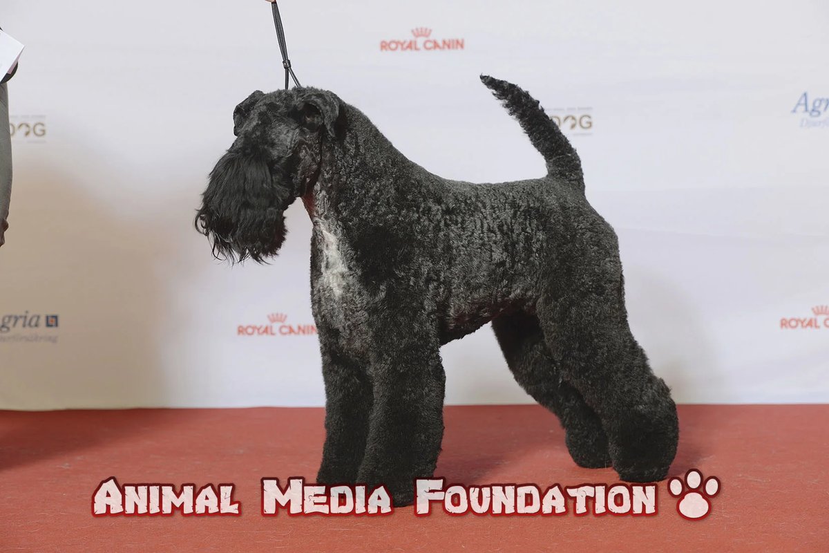 Is a Kerry Blue Terrier a good family dog?