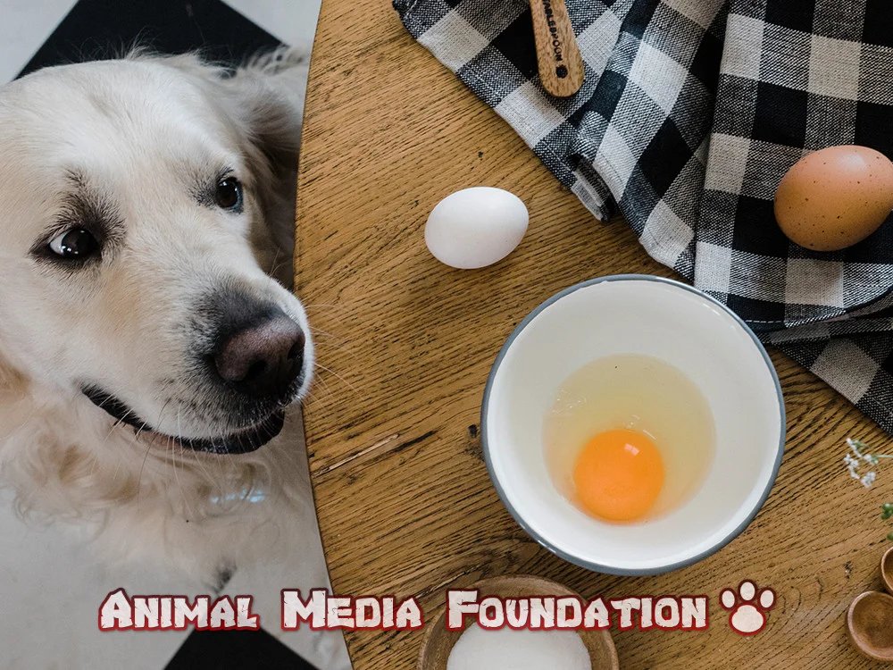 Can dogs eat eggs?