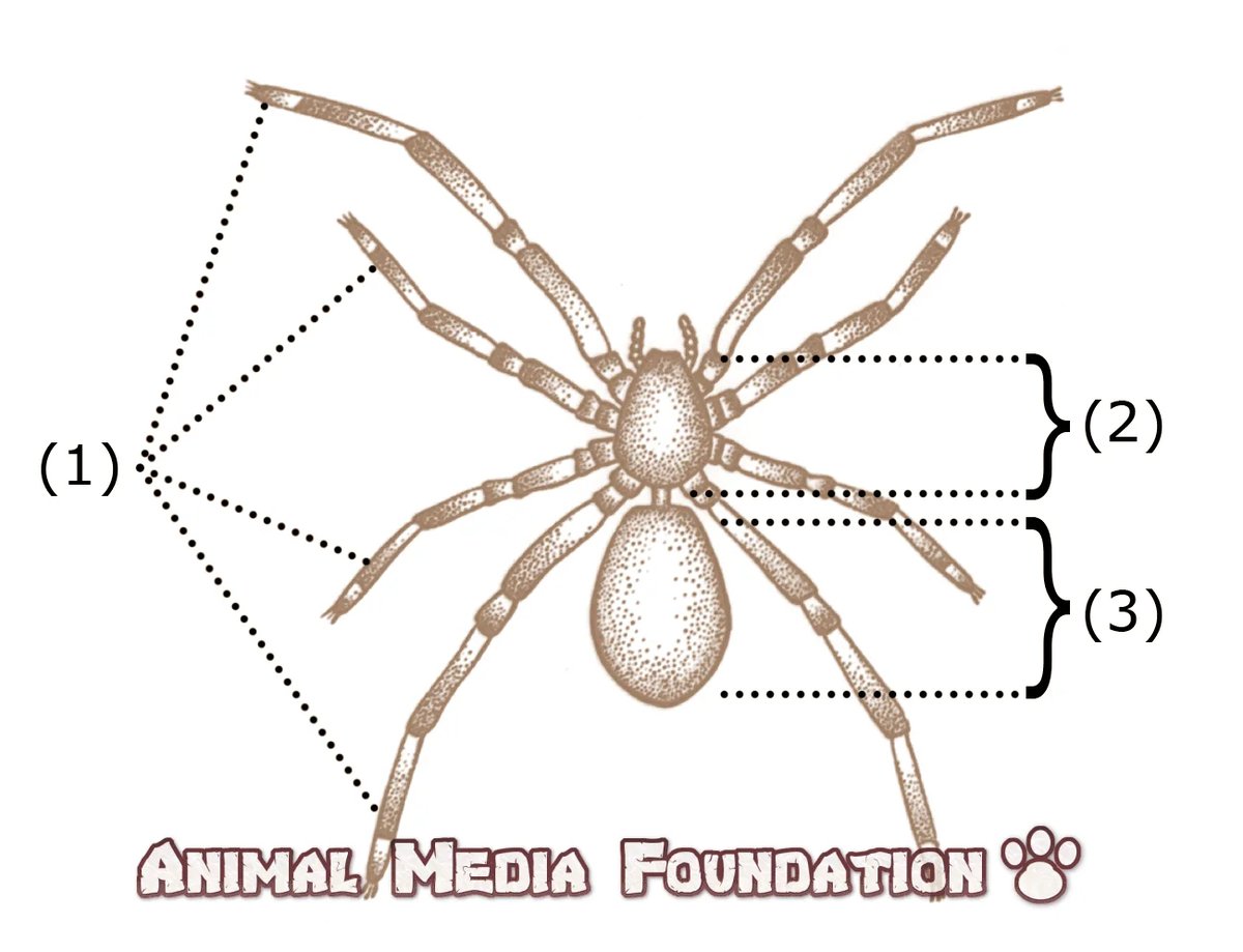 How Many Legs do Spiders Have and Everything Else You Wanted To Know About Them