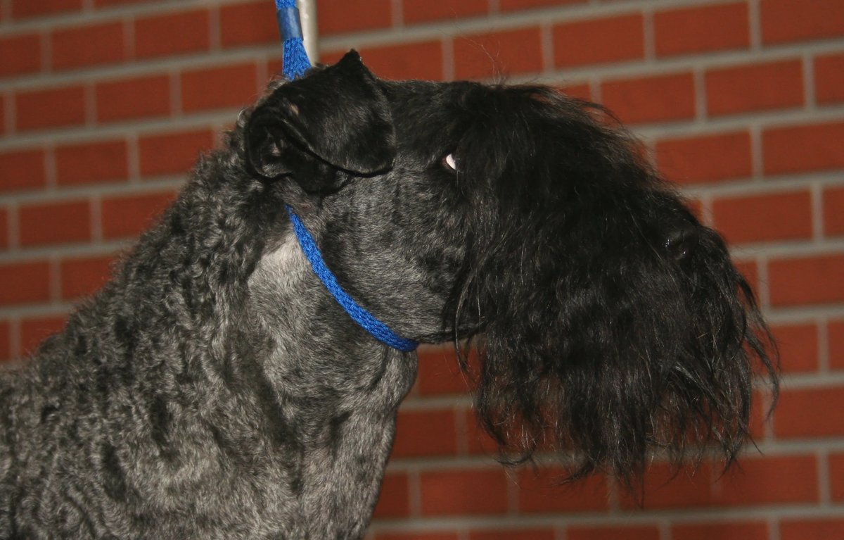 kerry blue terriers for sale