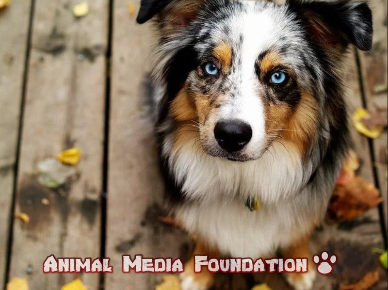 How big will a Miniature Australian Shepherd be? 