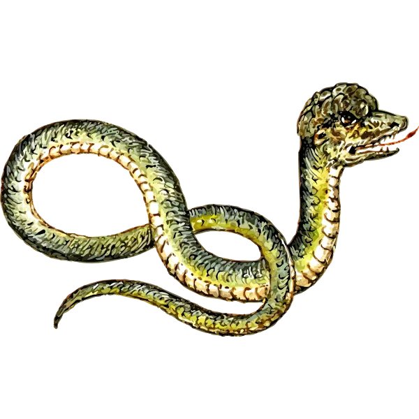 What are the predators of the blue racer snake?