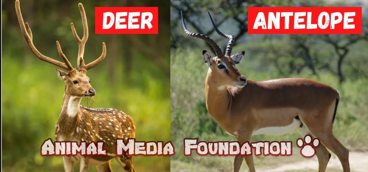 Deer vs Antelope: What Sets Them Apart?