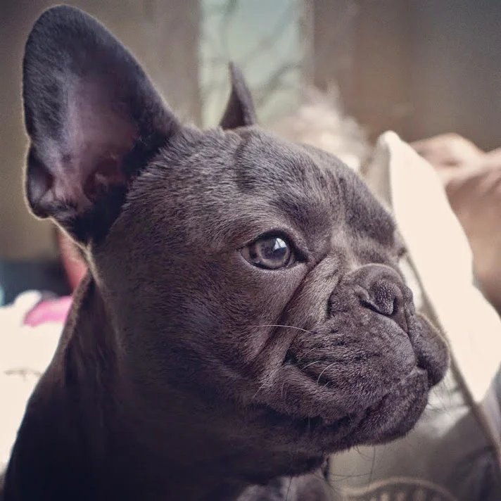 blue french bulldog for sale near me