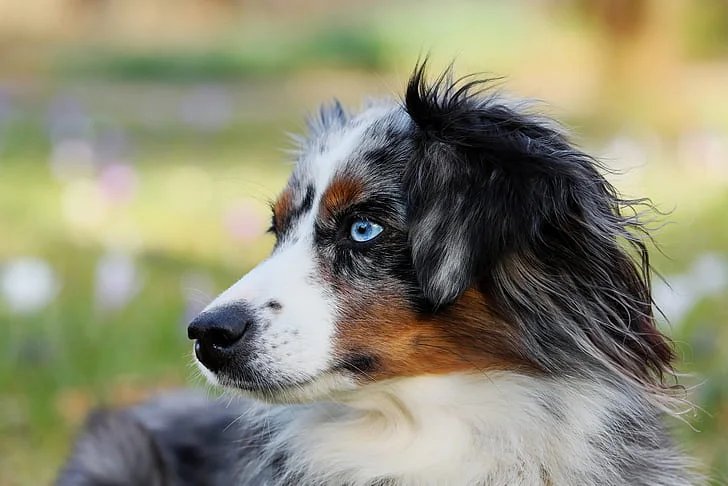 miniature australian shepherd price