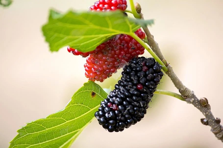 can dogs eat blackberries